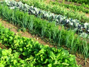 Vegetable Garden Layout on Typical Layout For A Vegetable Garden Consists Of Several Rows  With