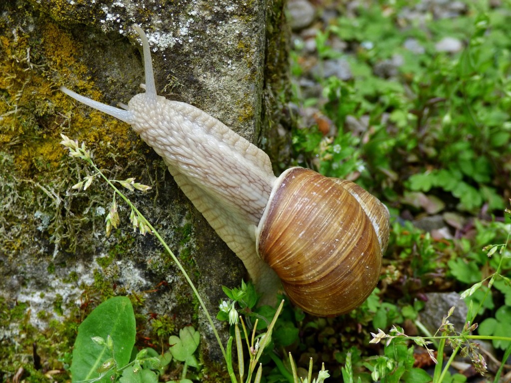 keep snails away naturally